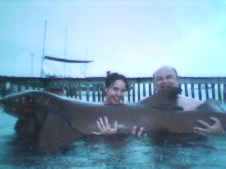 shark