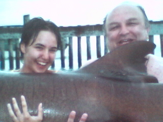 shark