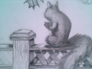"Squirrels - Study"