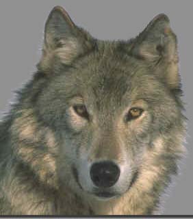 wile and free
