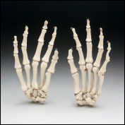 CH10HANDR&nbsp; OR&nbsp; CH10HANDL