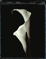Calla