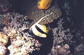 Red Sea