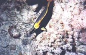 Red Sea