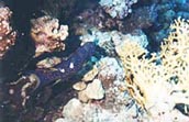 Red Sea