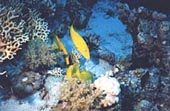 Red Sea