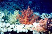 Red Sea