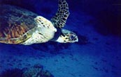 Red Sea