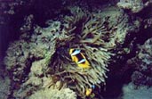 Red Sea