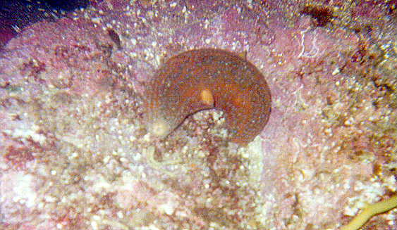 Sea Cucumber picture