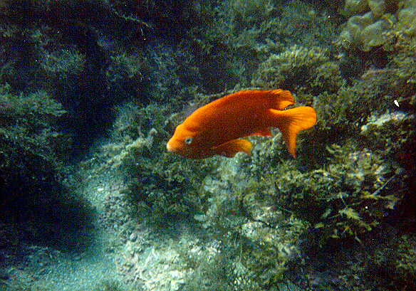 Garabaldi picture