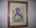 Blue Iris