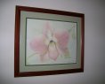 Orchid