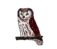 boreal owl