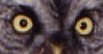 Mystery owl B