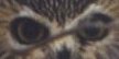 Mystery owl C