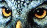 mystery owl D