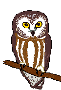 saw-whet owl
