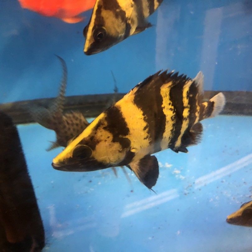 NGT Datnoid for Sale Online