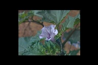 PurpleDatura