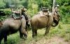 Elephants