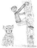 wild boar