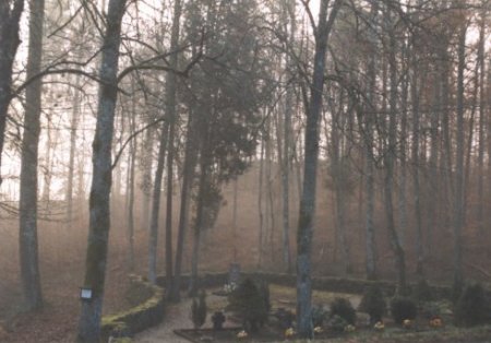 forest picture
