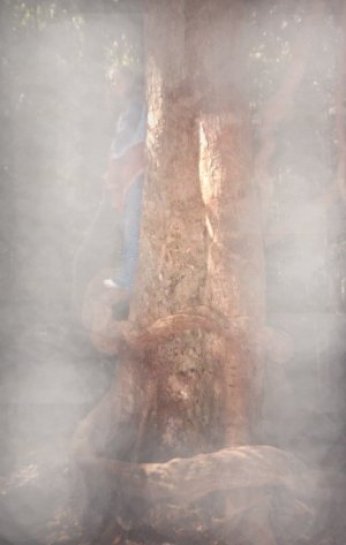 anaconda tree picture