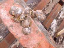 snails having fun