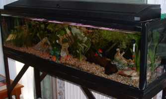 Tropical tank