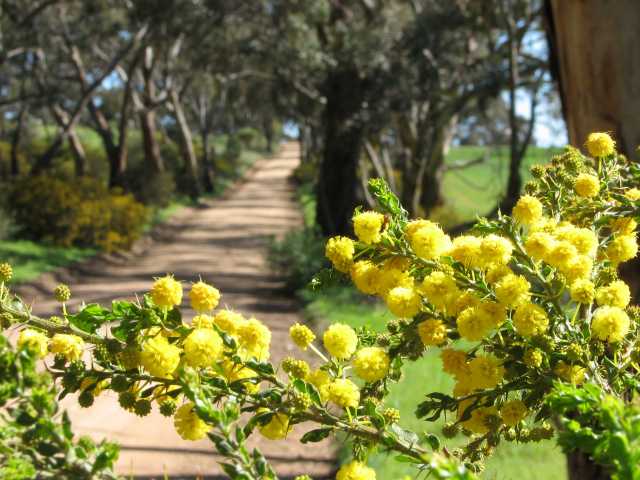 Acacia blossom