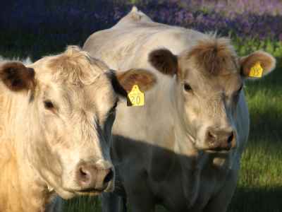 Curious cows