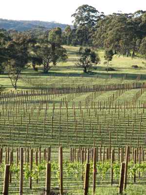 New vineyard