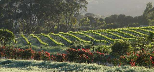 Callistemon and vineyard