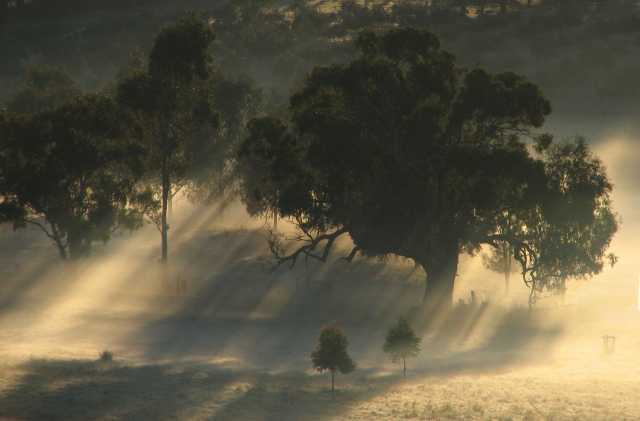 Mist and trees