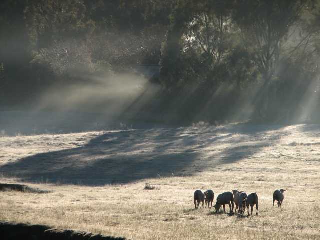 Sheep in frost