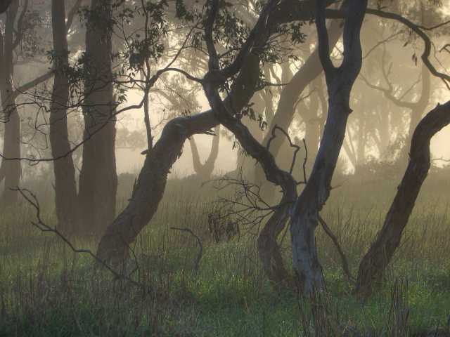 Bluegum scrub