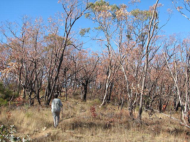 Red stringybark