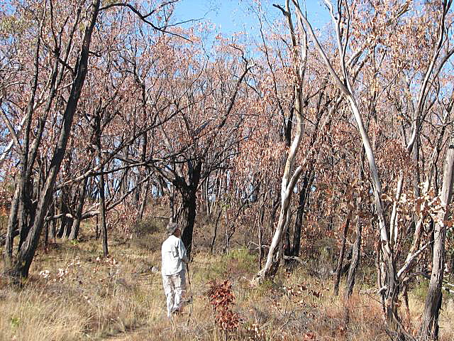 Red stringybark