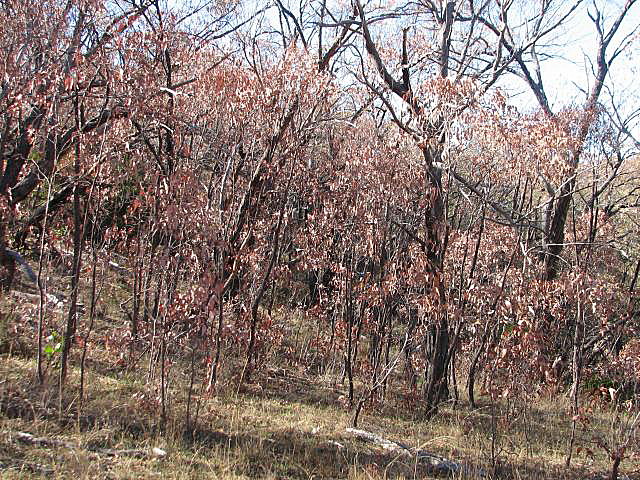 Red stringybark