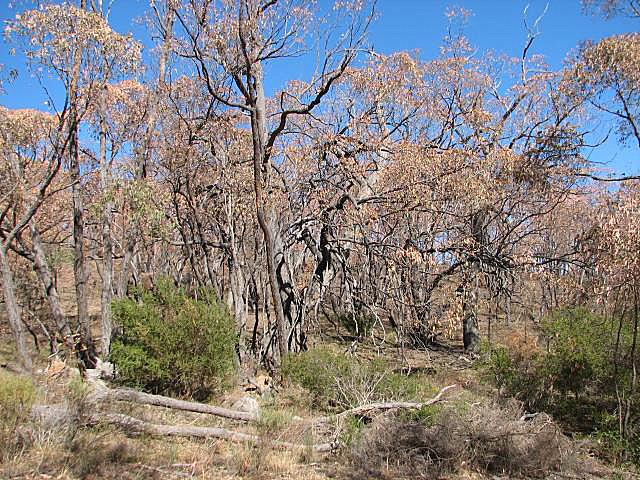 Dead red stringybark