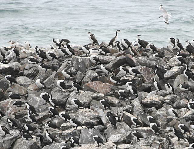 Cormorants