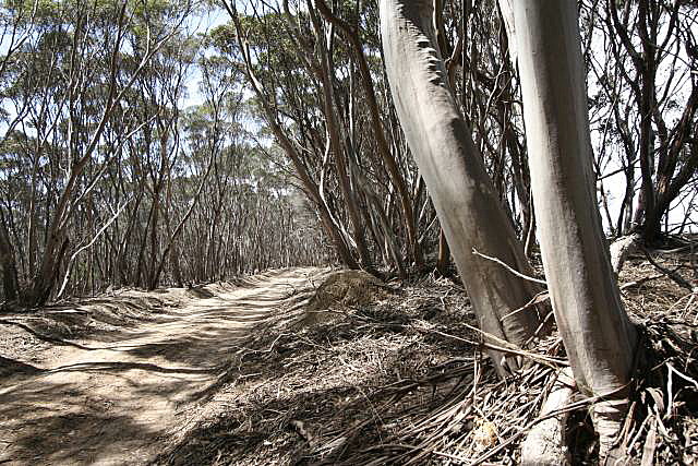 Gum trees