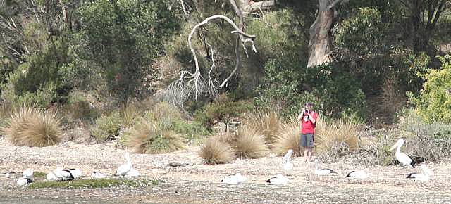 Pelicans