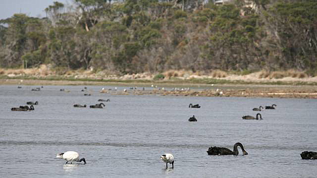 Waterbirds