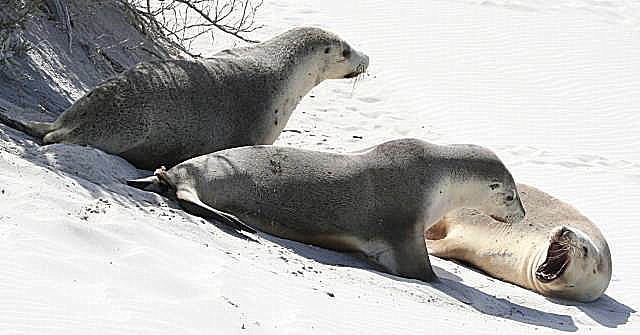 Group of seals