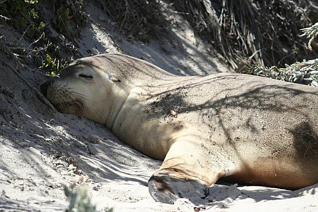 Sea-lion