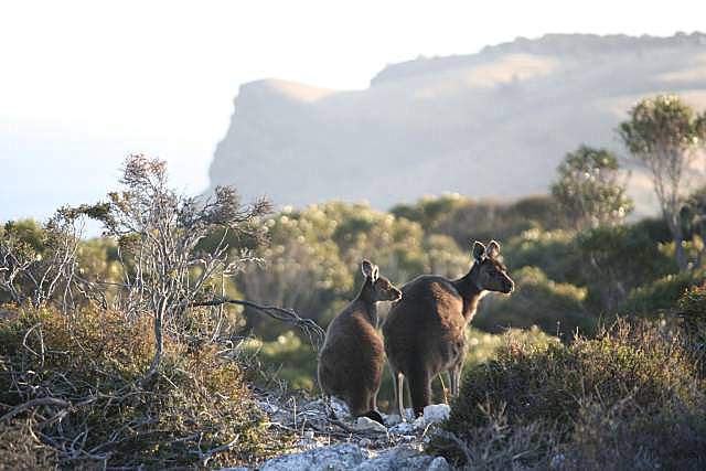 Kangaroos at Stokes Bay