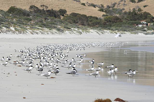 Snelling Beach