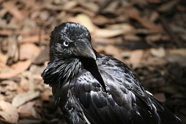 Crow